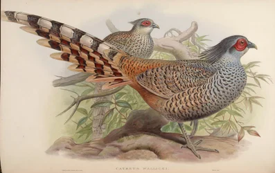 Catreus wallichii